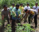 Polres Tanah Karo Ungkap Ladang Ganja di Desa Cinta Rakyat, 33 Batang Tanaman Disita