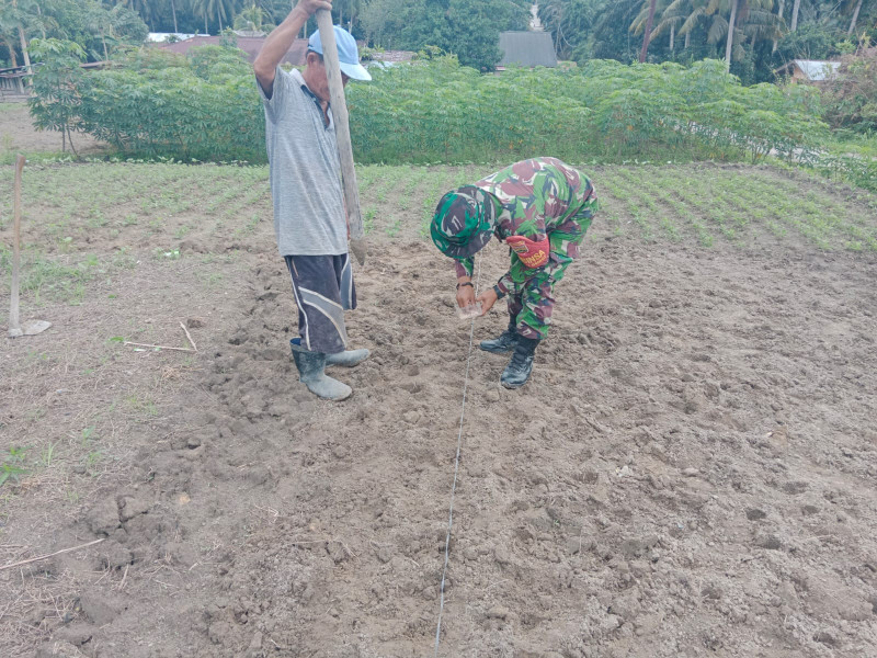 Dukung Program Hanpangan, Babinsa Kodim 0320/Dumai Beri Pendampingan Intensif kepada Petani