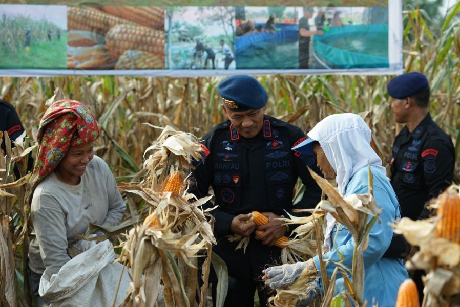 Brimob Polda Sumut Panen Raya Bersama Petani : Wujud Nyata Polri Dukung Ketahanan Pangan Nasional