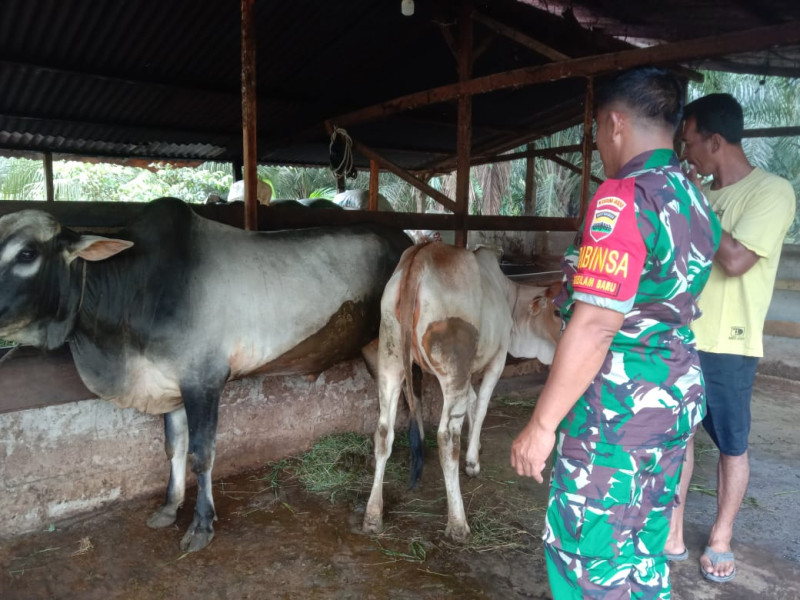 Giat Sertu Jainal Arifin Dalam Menjelaskan Cara Pencegahan PMK