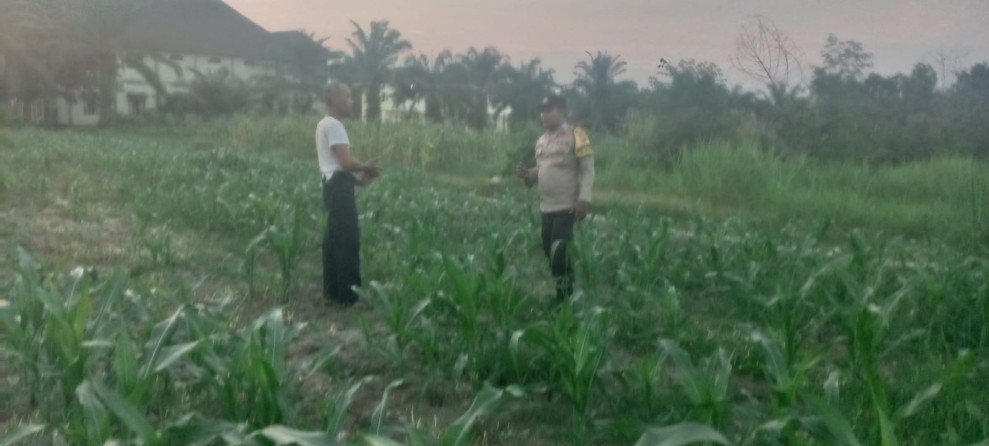 Bhabinkamtibmas Mekar Sari Aktif Kawal Ketahanan Pangan Melalui Pendampingan Petani