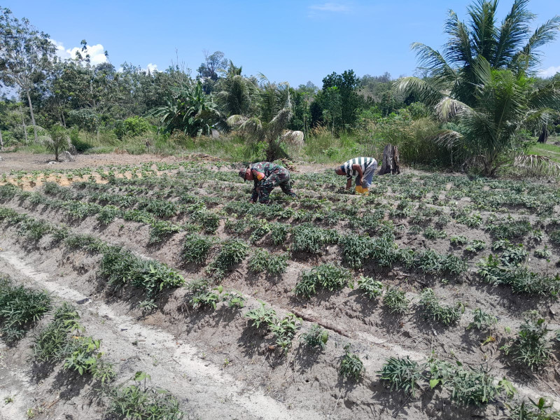 Penanaman Ubi Jalar Turut Diikuti Babinsa Serka F Purba