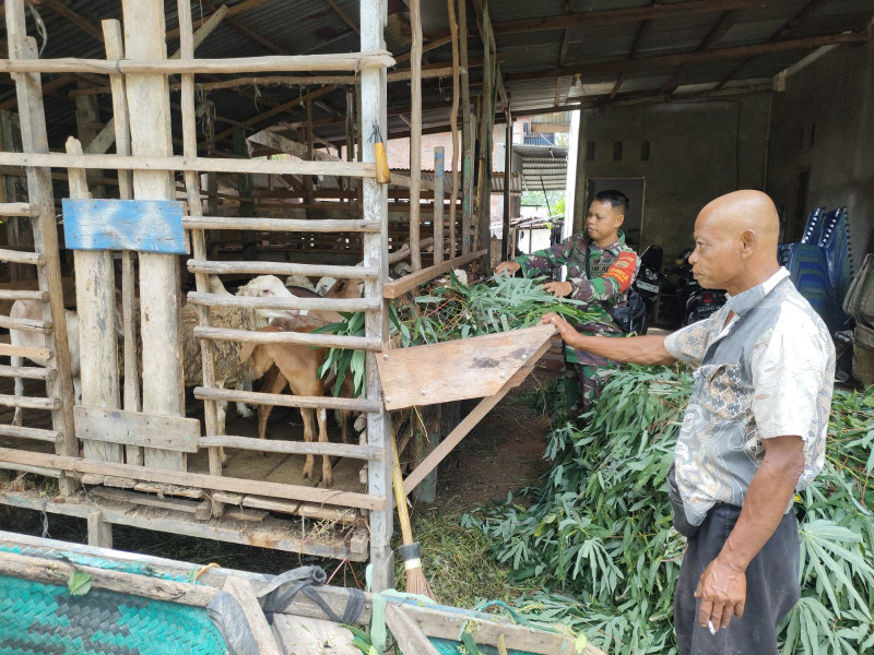 Pendampingan Babinsa Tingkatkan Kesadaran Peternak Ternak Sehat dan Aman