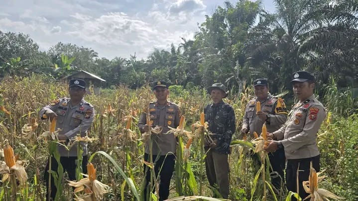 Turun ke Lahan, Polsek Bonai Darussalam Panen Jagung 200 Kg Bersama Petani