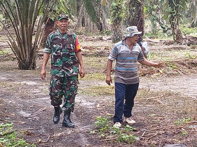 Babinsa Kelurahan Gurun Panjang Ingatkan Warga Soal Larangan Membakar Lahan Perkebunan