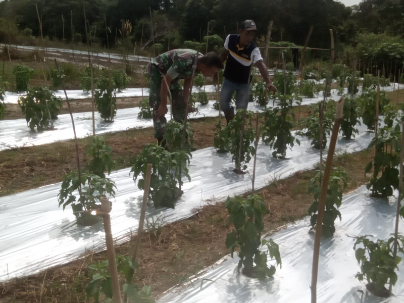 Selain Melakukan Pendampingan, Serka Tomy Mike Juga Turut Menyampaikan Larangan Membakar Lahan dan Hutan