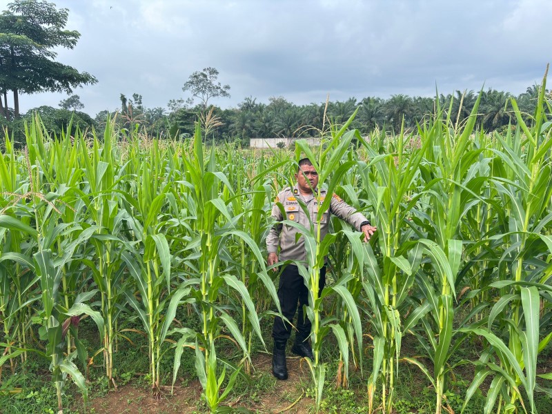 Optimalisasi Program Ketahanan Pangan, Polres Rokan Hulu Cek Perkembangan Jagung Hibrida