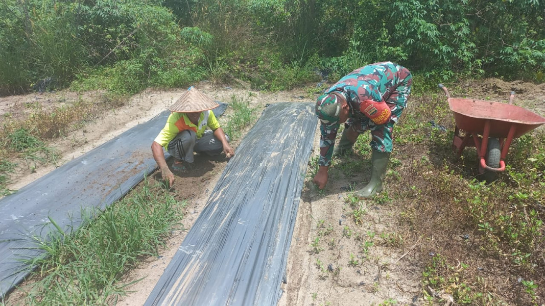 Sertu Roni Sandra Dampingi Petani Pare di Kelurahan Bukit Nenas Untuk Program Swasembada Pangan