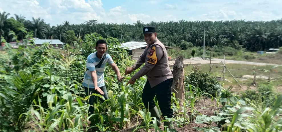 Polsek Tandun Bersama Masyarakat Lakukan Giat Pengecekan dan Monitoring Tanaman Jagung Pipil