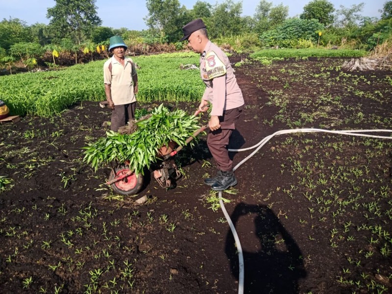 Bhabinkamtibmas Bagan Keladi Tinjau Pekarangan Bergizi, Perkuat Ketahanan Pangan Nasional