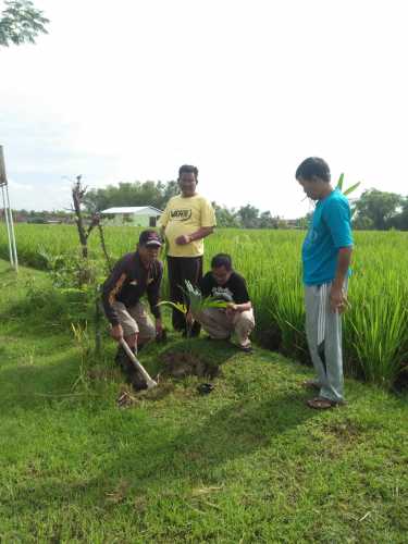 Karang Taruna Kelurahan Tambahrejo Blora Kembali Penanaman Pohon