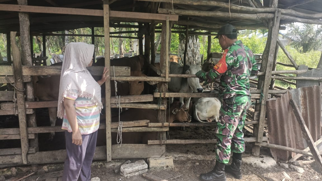 Pemantauan Hewan Ternak Oleh Babinsa Sertu M Andi Darmawan