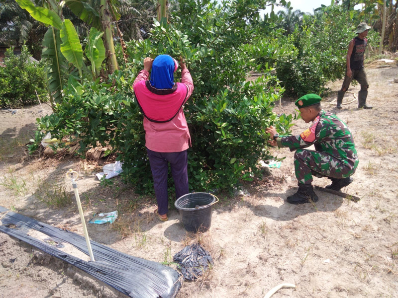Babinsa Koramil-01 Dumai Dorong Pengembangan Pertanian Jeruk Nipis