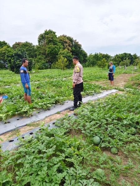 Kapolsek Dumai Barat Dukung Program Ketahanan Pangan, Bhabinkamtibmas Aktif Dampingi Petani