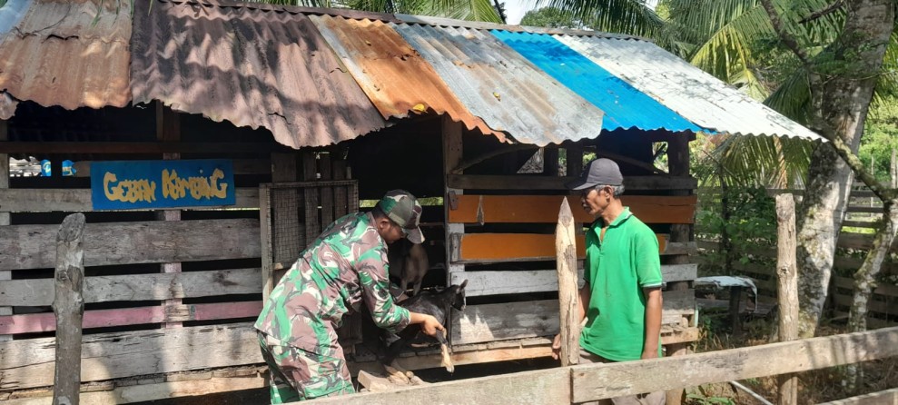 Ternak Kambing Warga Desa Dedap Dipastikan Sehat, Babinsa Intensif Lakukan Pengawasan PMK
