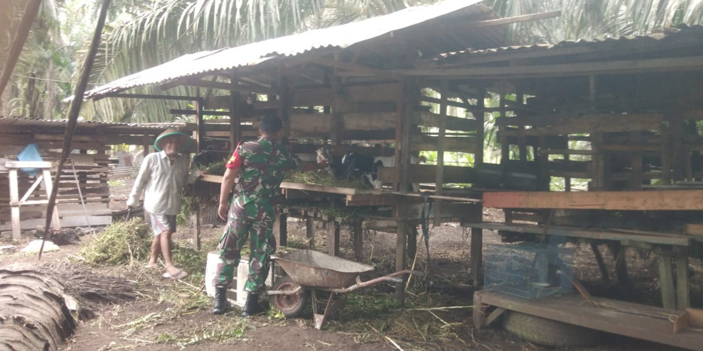 Babinsa Koramil-01 Dumai Dampingi Peternak Kambing dan Sosialisasikan PMK di Kelurahan Sukajadi