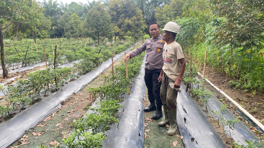 Dukungan Ketahanan Pangan, Bhabinkamtibmas Cek Pertanian Cabai Milik Warga