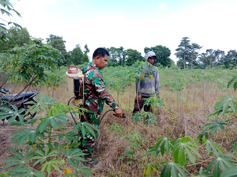 Babinsa Koramil-01/Dumai Berperan Aktif dalam Pengembangan Pertanian Ubi Kayu