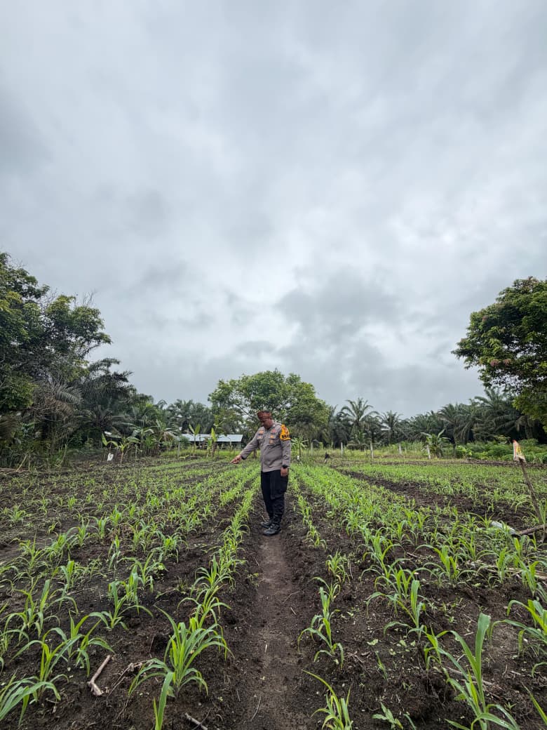 Dukung Program Ketahanan Pangan Nasional, Polsek Bonai Darussalam Cek Pertumbuhan Tanaman Jagung