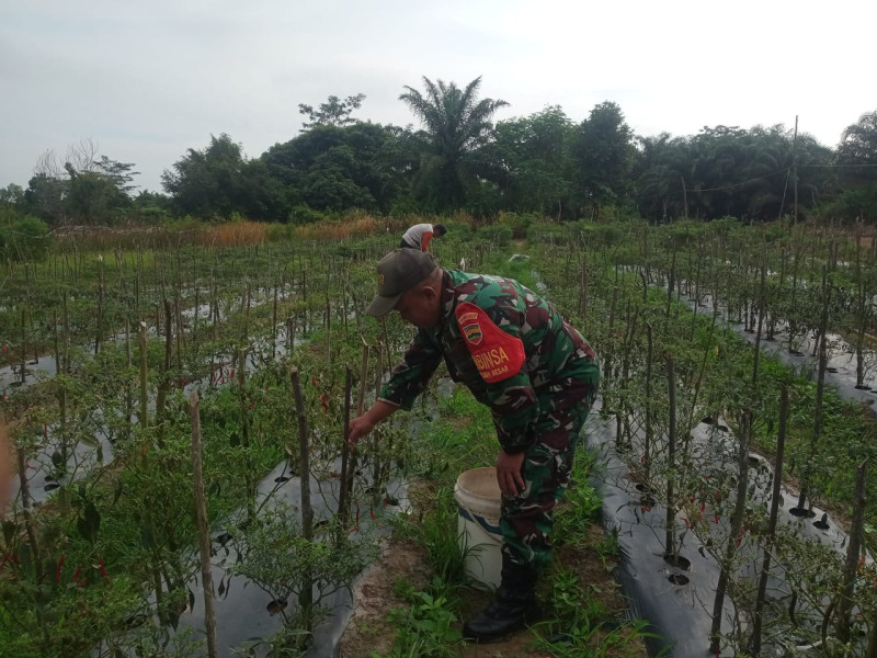 Babinsa Koramil 02/BK Dukung Pertanian Cabai di Kelurahan Bagan Besar