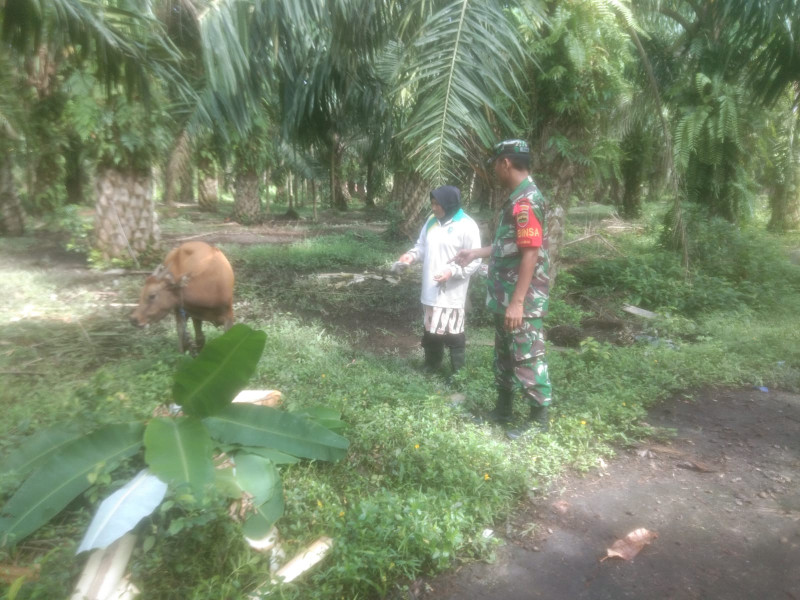 Babinsa Koramil 02 Kelurahan Mundam Laksanakan Komsos Dalam Rangka Antisipasi PMK