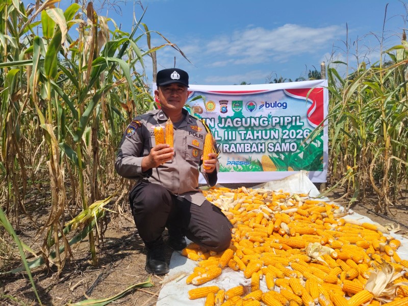 Dukung Ketahanan Pangan, Desa Teluk Aur Gelar Panen Jagung Pipil Kuartal III di Rambah Samo