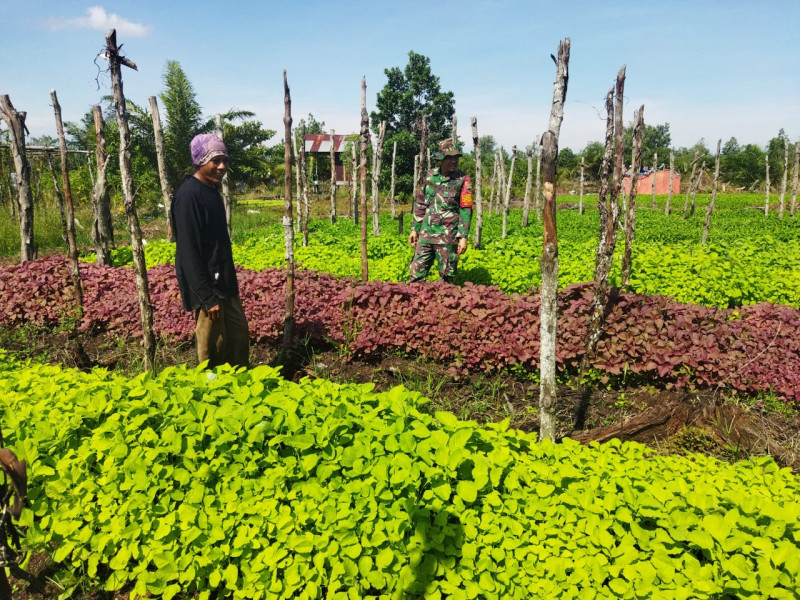 Sertu Samsuddin Siregar Dorong Ketahanan Pangan dengan Tanaman Bayam