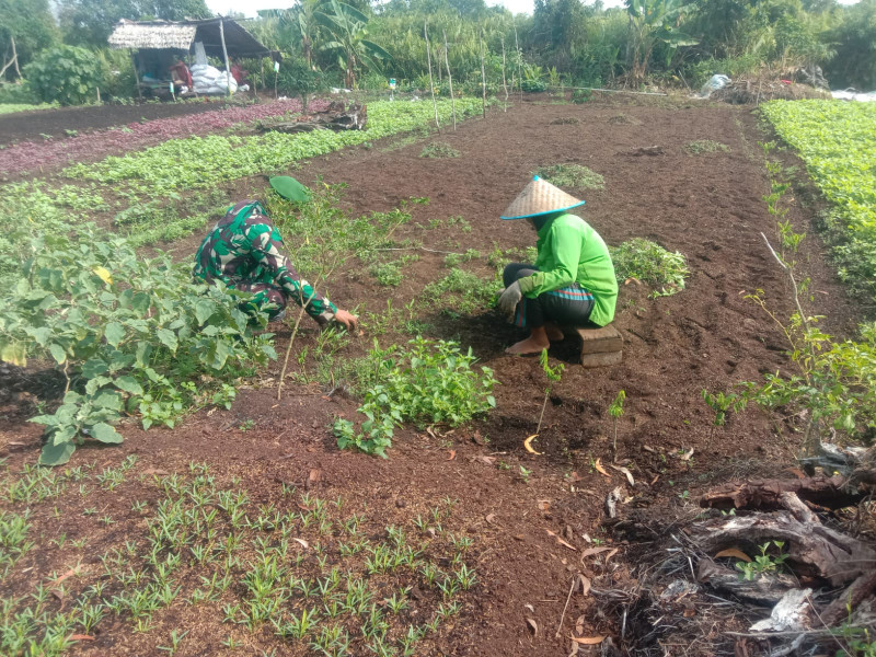 Babinsa Bagan Keladi Dampingi Petani Sawi, Dukung Ketahanan Pangan Nasional