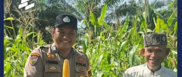 Jagung Hibrida di Kasang Mungkal Mulai Berbuah, Polsek Bonai  Perkuat Pendampingan