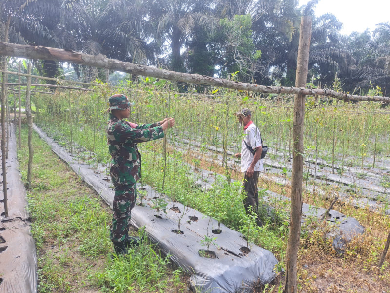 Serda Andri Widodo Dampingi Petani Kacang Panjang
