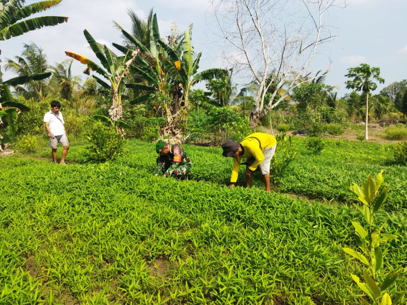 Babinsa Koramil-01/Dumai Dukung Ketahanan Pangan Dengan Pendampingan Tanaman Sayur