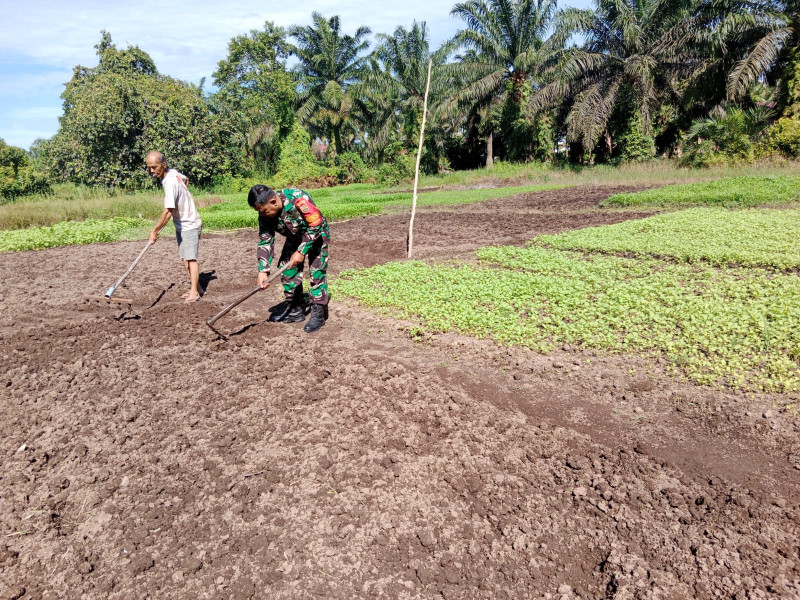 Sertu Mahyudin Dampingi Penanaman Sayur Bayam