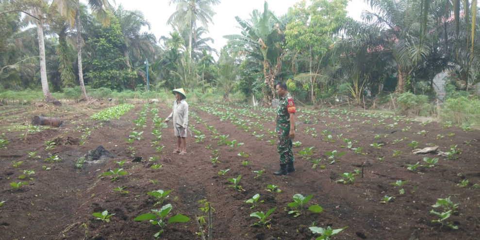 Serka Supriadi Dampingi Petani Margono Tanam Terong di RT 28 Sukajadi