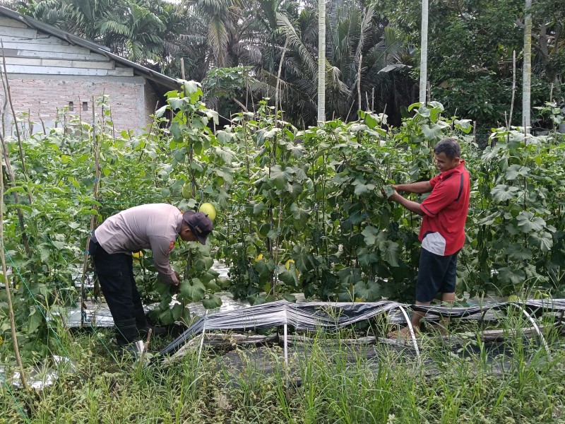 AKP Dedi Nofarizal Dorong Pemanfaatan Pekarangan Produktif untuk Ketahanan Pangan