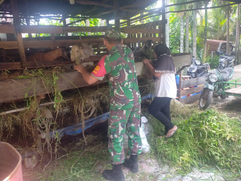 Peternakan Milik Aminah Disambangi Sertu Arjuna Endar