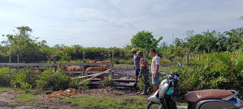 Monitoring Ternak Rutin, Babinsa Koramil 06/Merbau Temukan Kondisi Sapi Sehat