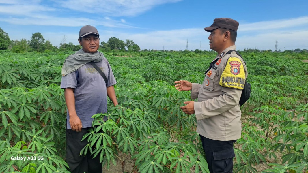 Kebun Ubi Kayu Seluas 40x20 Meter di Pangkalan Sesai Jadi Contoh Dukungan Ketahanan Pangan