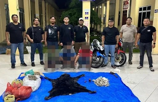 Polres Simalungun Bongkar Perdagangan Satwa Dilindungi, 30 Kg Sisik Trenggiling hingga Kulit Beruang Madu Disita