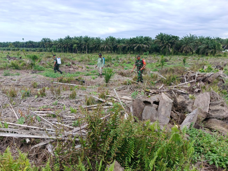 Kegiatan Hari Ketujuh Penyemprotan Lahan Padi Gogo di Simpang Jengkol Dipimpin Batuud Ramil 02
