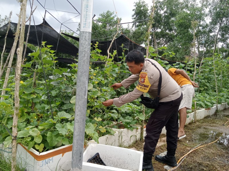 Pekarangan Pangan Bergizi Berkontribusi Perkuat Ketahanan Pangan di Dumai Barat