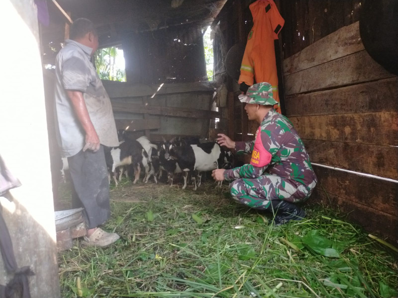 Babinsa Koramil-01 Dampingi Peternak Kambing dan Sosialisasikan Pencegahan PMK di Kelurahan Teluk Binjai