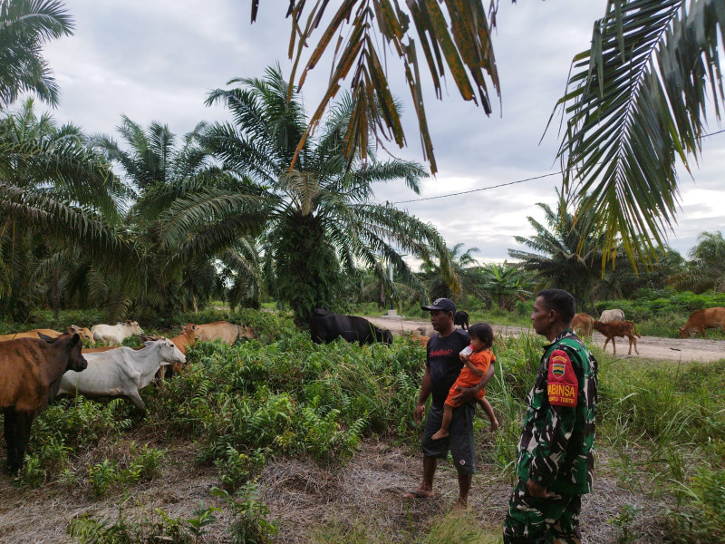 Babinsa Kelurahan Batu Tritip Ajak Peternak Cegah PMK Lewat Sosialisasi