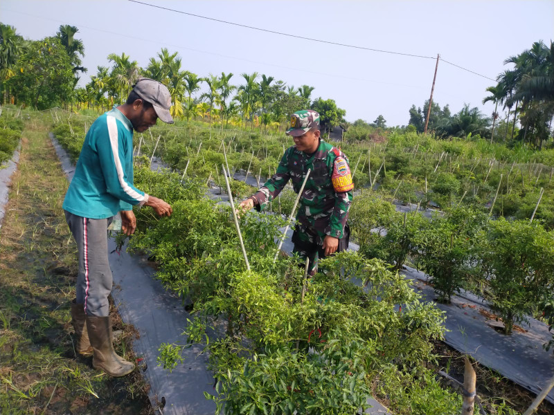 Serda Iwan Sahputra Laksanakan Pendampingan Teknis Untuk Menanam Cabe Merah