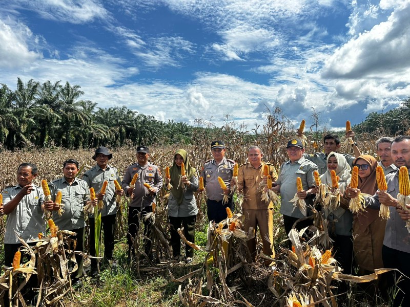Dukung Program Asta Cita, Kapolsek Rambah Hilir Turun Langsung Kawal Panen Jagung