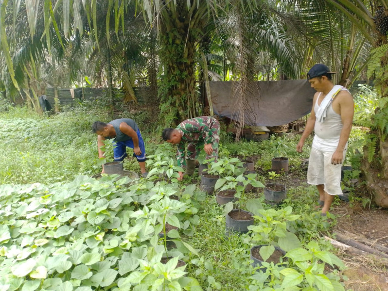 Sosialisasi Bahaya Karhutla dan Pendampingan Kepada Petani Mentimun Dilakukan Serma Novrianto