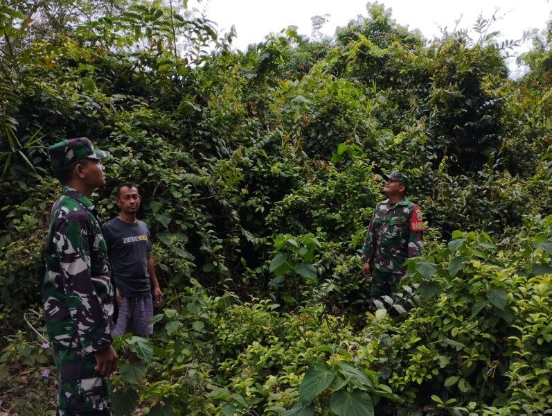 Cegah Karhutla, Kodim 0303/Bengkalis Laksanakan Monitoring di Wilayah Rawan