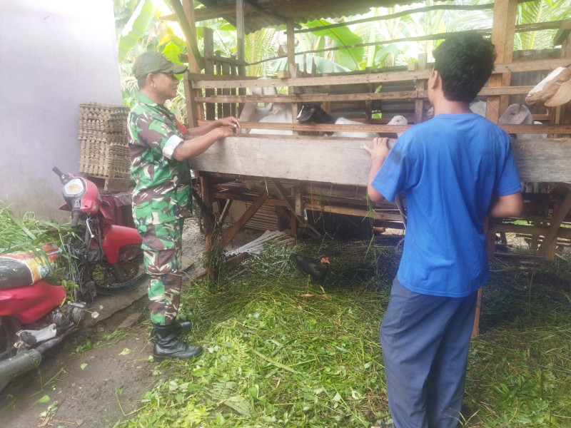 Babinsa Ratu Sima Dampingi Peternak Kambing dan Sosialisasikan Pencegahan PMK