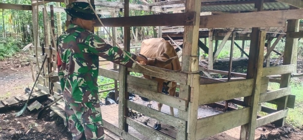 Cegah Penyebaran PMK, Babinsa Merbau Lakukan Pengecekan Ternak Sapi Milik Warga