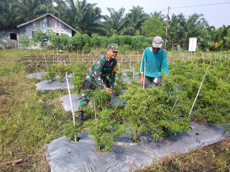 Pastikan Pertumbuhan Cabe Baik, Serda Iwan Sahputra Laksanakan Pendampingan Kepada Petani