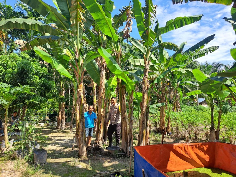 Ketahanan Pangan Makin Kuat, Polisi dan Petani Kompak Rawat Kebun Tomat di Bumi Ayu